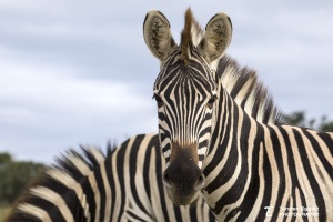 01_20220526_X8A5589_Addo_Zebra