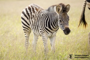 02_20220526_X8A5660_Addo_Zebra