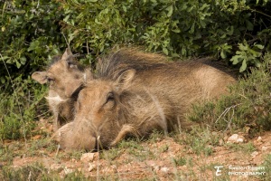 03_20220526_X8A5643_Addo_Warzenschweine
