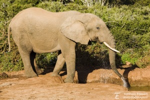 04_20220526_X8A5542_Elefant