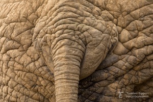 05_20220526_X8A5575_Addo_Elefant