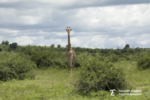 02_20220328_X8A9598_Giraffe