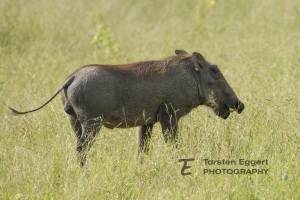 04_20220328_X8A9489_Warzenschwein