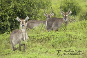 05_20220328_X8A9758_Wasserbock