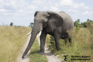 01_20220331_X8A0153_Elefant
