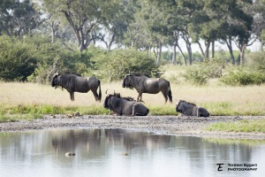 02_20220331_X8A0047_Gnus