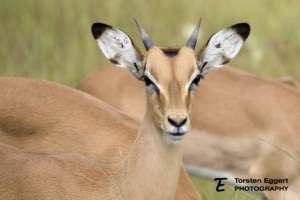 03_20220331_X8A9855_Impala