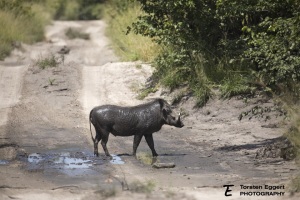 05_20220331_X8A0134_Warzenschwein
