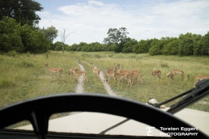 06_20220331_IMG_8807_Impalas