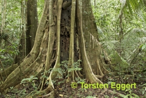 02_171218_DSC1383_Urwald