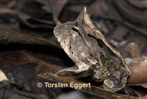 04_121218_DSC1367_Hornfrosch