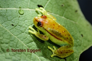 05_171217_DSC0937_Frosch