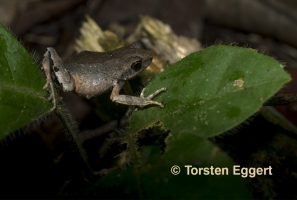 06_171220_DSC1628_Frosch
