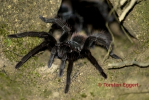 07_171217_DSC0950_Vogelspinne