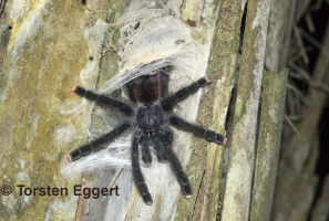 08_171219_DSC1604_Vogelspinne