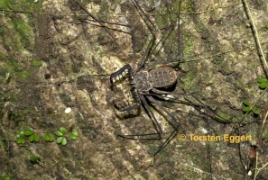 09_171221_DSC1632_Geisselspinne