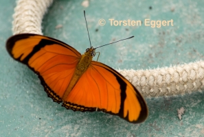 13_171218_DSC1361_Schmetterling