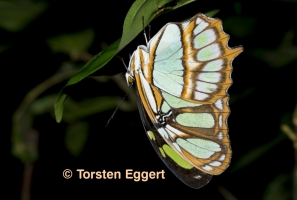 14_171218_DSC1484_Schmetterling