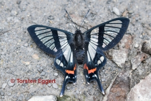 15_171222_DSC1687Schmetterling