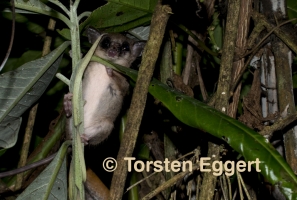 23_171221_DSC1627_Mausopossum