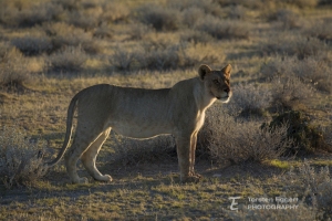 01_Etosha_X8A5815_Loewe