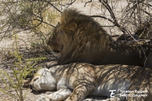 02_Etosha_X8A5931Loewe