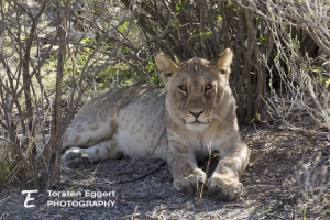 03_Etosha_X8A5898_Loewe