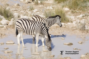04_Etosha_X8A6138_Zebra