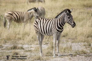 05_Etosha_X8A6298_Zebra