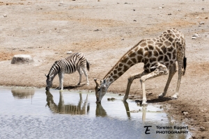 06_Etosha_X8A6443_Zebra_Giraffe