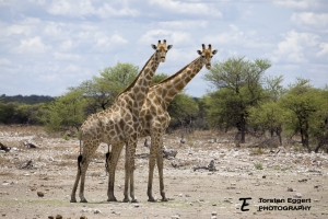 07_Etosha_X8A6376_Giraffen