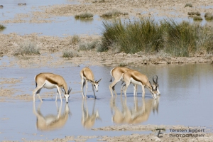 08_Etosha_X8A6158_Springbock