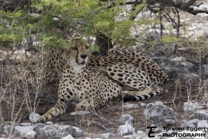 09_Etosha_X8A6337_Gepard