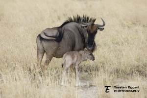 10_Etosha_X8A6574_Gnu