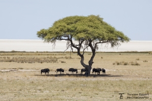 11_Etosha_X8A6201_Gnu
