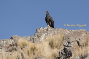 171226_DSC1781_Condor