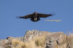 171226_DSC1787_Condor