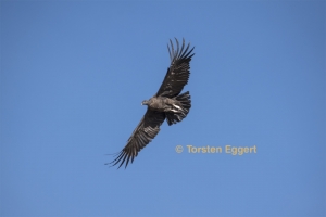 171226_DSC1789_Condor