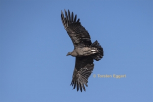 171226_DSC1791 _Condor