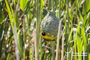 04_20211017_X8A9098_Karoo_Maskenweber