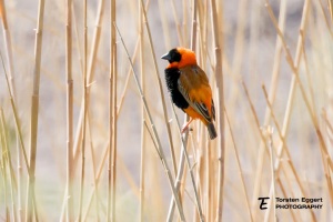 05_20211017_X8A9127_Karoo_Bishop