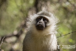 06_20211017_X8A9084_Karoo_Meerkatze
