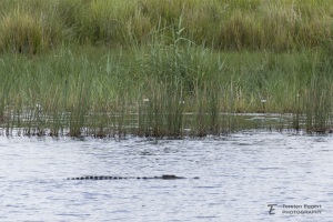 02_Kwando_X8A7258_Kroko
