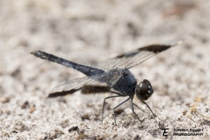03_Kwando_X8A7201_Libelle