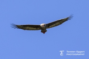 02_20220402_X8A0209_Bussard