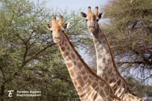 01_20211020_Giraffen_X8A0579