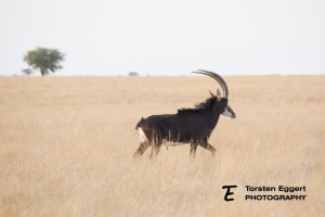 02_20211020_Rappenantilope_X8A0624