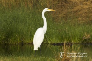 05_20220217_X8A8335_Reiher