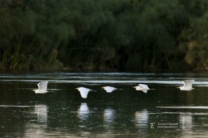X8A6746_Okavango_Reiher_1080