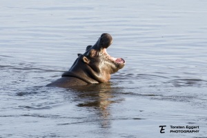 X8A6858_Hippo